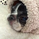 がんばる人と、見守る犬。